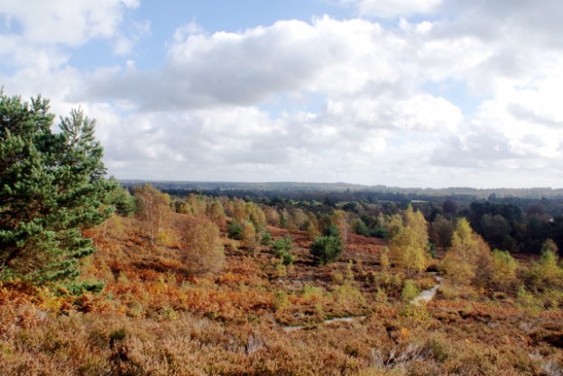 View to Liphook from Weavers Down